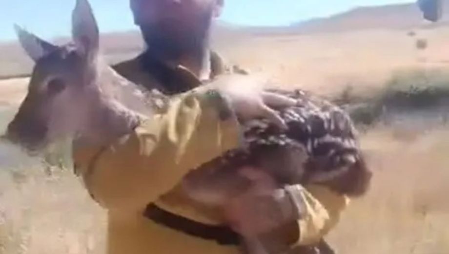 Ciervo colorado una especie emblema de la Patagonnia. (FOTO:Gentileza)