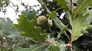 El fruto seco ganadero por excelencia: hace que la grasa de cerdo se parezca al aceite de oliva