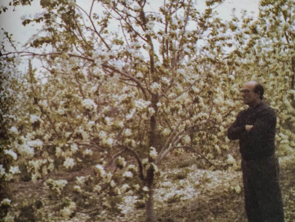 Roberto Gasparri, junto a un peral en flor. Foto extraída de "El Visionario", de Javier Avena.