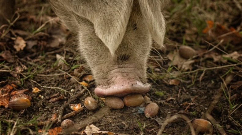 Las bellotas, un recurso clave para la ganader&iacute;a que mejora la calidad de la grasa porcina