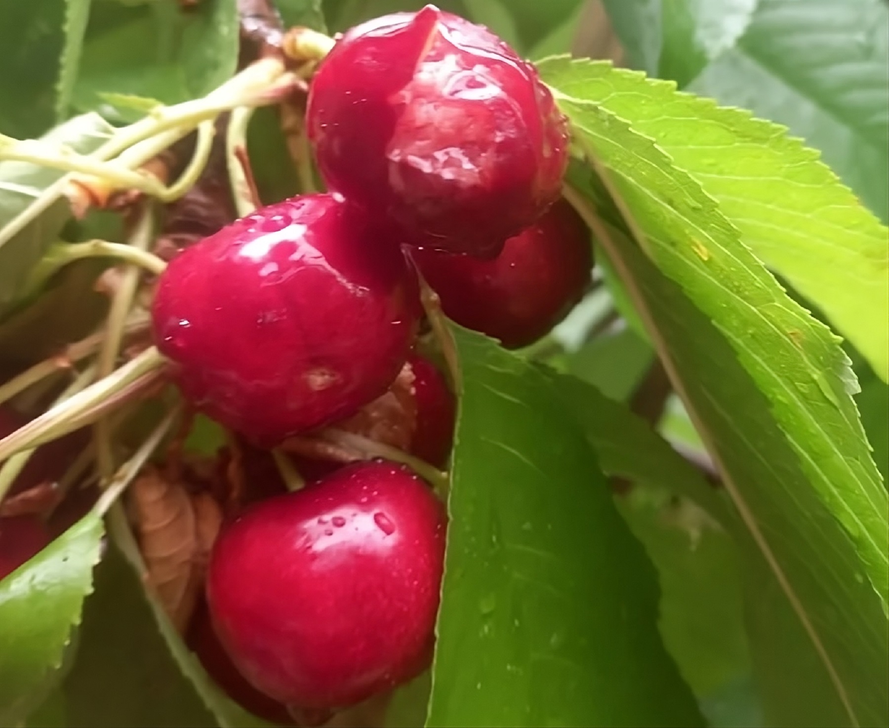 Granizo en el polo de cerezas de Río Negro: «Están evaluando si algún cuadro zafó»