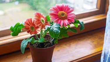 La planta que florece los 365 días del año y se puede cultivar en maceta: cómo cuidar la gerbera en casa