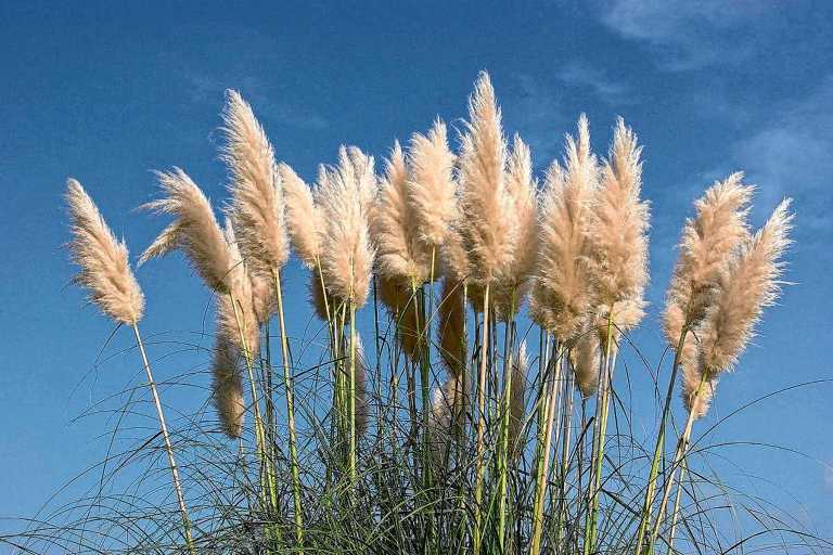 Cortaderia selloana: la planta nativa que conquista jardines y crece en equilibrio en la Patagonia