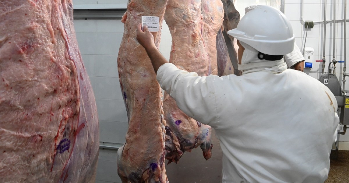 La faena de bovinos en Río Negro y Neuquén cayó casi un 10% interanual en noviembre - Diario Río Negro
