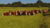 Imagen de Festucosis: recomendaciones para minimizar el impacto en el rodeo bovino