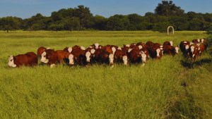 Festucosis: recomendaciones para minimizar el impacto en el rodeo bovino