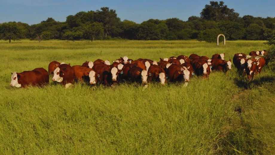 El consumo de festuca infestada puede provocar inconvenientes en el ganada bovino.
