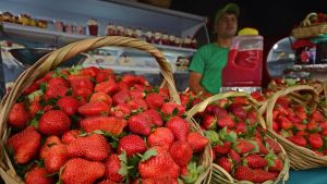 Feria de Frutillas en Neuquén: frutas frescas desde $3.500, los precios que no podés dejar pasar este jueves