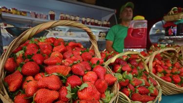 Feria de Frutillas en Neuquén: frutas frescas desde $3.500, los precios que no podés dejar pasar este jueves