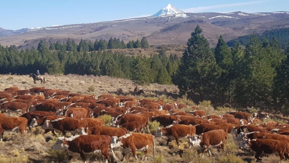 La zona cordillerana, afectada por las bajas precipitaciones. Foto: gentileza Sociedad Rural de Neuquén. 