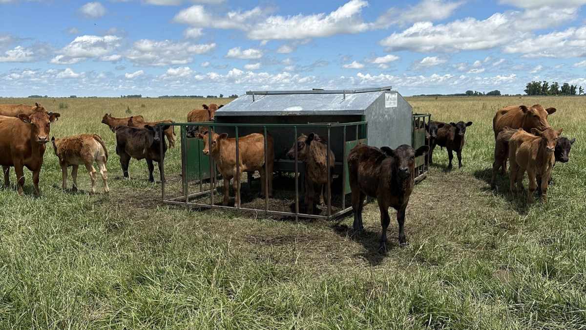 Creep feeding, una técnica para asegurar el máximo peso al destete posible, con no más de siete meses de edad. Foto: gentileza Darío Colombatto.