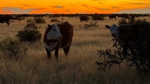 Productores y fotógrafos: la semana productiva del norte de la Patagonia en cuatro imágenes