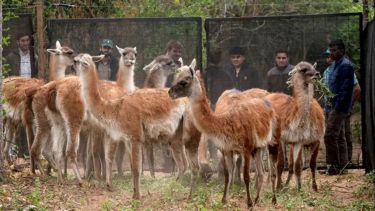 Hito histórico en el Chaco: liberaron guanacos de Santa Cruz en «El Impenetrable» tras 110 años de ausencia