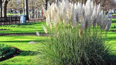 Esta hermosa planta nativa conquistó España y reina en la Patagonia
