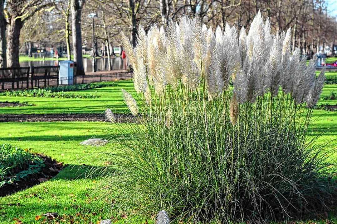 Cortaderia selloana: la planta nativa que conquista jardines y crece en equilibrio en la Patagonia