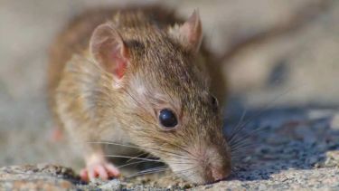 Murió una mujer por hantavirus en Santa Fe: durante el 2025 hubo más de 20 muertos en el país