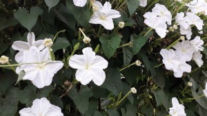 Flor de luna: la planta trepadora que florece de noche, perfuma y puede cultivarse en maceta
