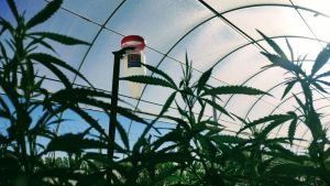 El primer laboratorio de cannabis medicinal en la Patagonia entra a su etapa final de la mano del INTA