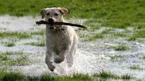 Se quebró una lumbar cuando un perro saltó para jugar con ella: reclamo en Neuquén por mascotas sueltas