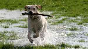 Se quebró una lumbar cuando un perro saltó para jugar con ella: reclamo en Neuquén por mascotas sueltas
