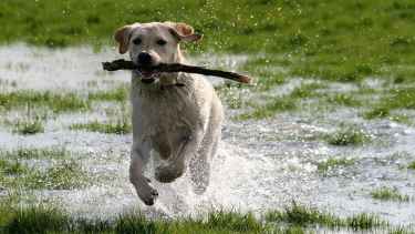 Se quebró una lumbar cuando un perro saltó para jugar con ella: reclamo en Neuquén por mascotas sueltas