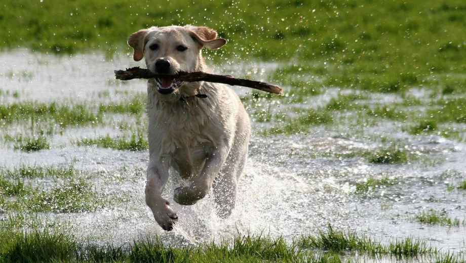 El perro atrapó por sorpresa a la mujer, quien lamentó serias lesiones. Foto: ilustrativa.