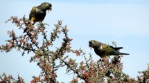 Imagen de Loros barranqueros en la Patagonia: qué explica su presencia en zonas urbanas