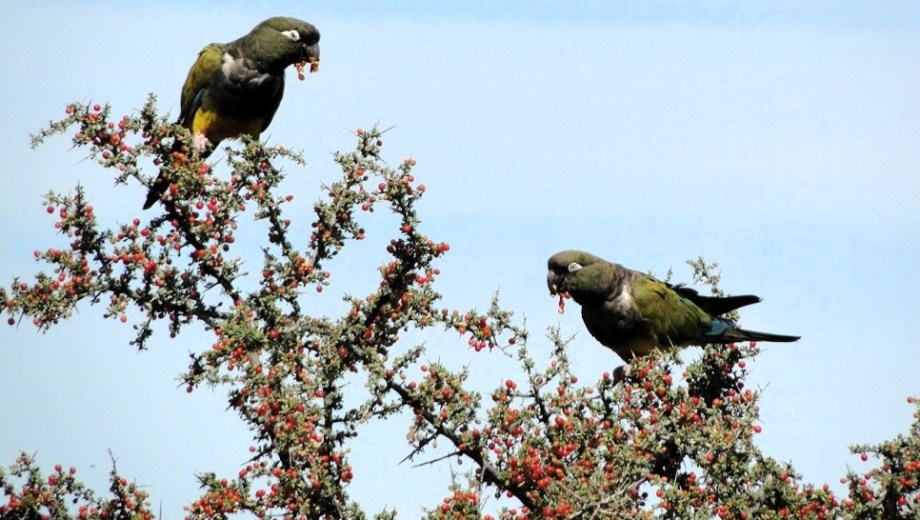 Los loros barranqueros buscan refugio en la ciudad. Foto: gentileza