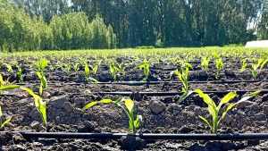 Se sembró en la Patagonia el maíz más austral del mundo: ilusionan las casi 17 horas de sol al día