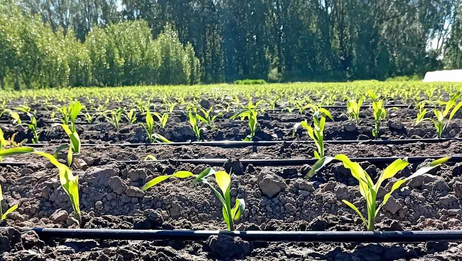 Maíz en la Patagonia Sur. Foto: INTA.