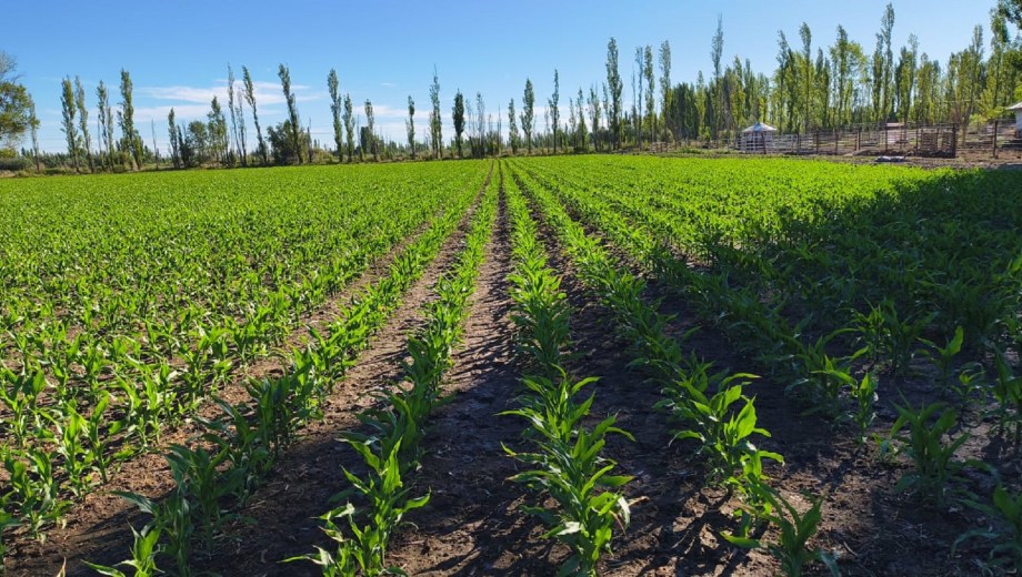 Maíz en la Patagonia.