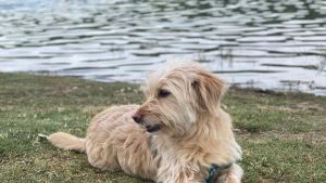 Tu perro también puede ir: dónde están los sectores «pet friendly» en los balnearios de Neuquén