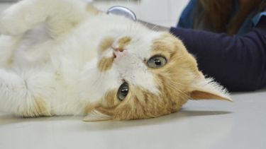 Perros y gatos, aliados terapéuticos en las fiestas: cómo los “Boby” y los “Michis” ayudan a transitar fin de año