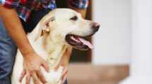 Imagen de Guía para proteger a tus mascotas del estrés por pirotecnia esta Navidad