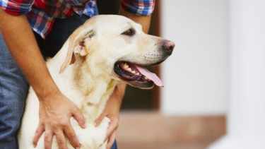 Guía para proteger a tus mascotas del estrés por pirotecnia esta Navidad