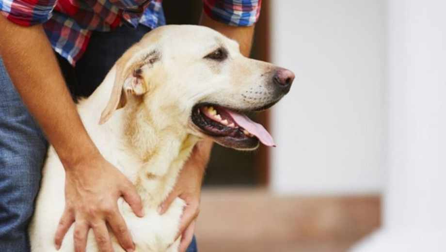 Los perros sufren especialmente los estruendos de fin de año.-