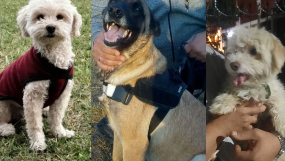 La pirotecnia provocó la fuga de perros que ahora son buscados en Neuquén y Roca