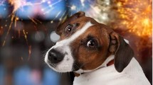 Imagen de Por qué sedar a las mascotas ante la pirotecnia es una práctica peligrosa que ya no se recomienda