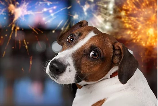 Además del aspecto emocional, el veterinario advirtió sobre los riesgos físicos. Foto gentileza.-