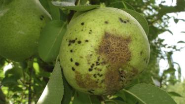 Fruticultura: tras la lluvia, hay riesgo severo de sarna y mancha marrón del peral en el Alto Valle