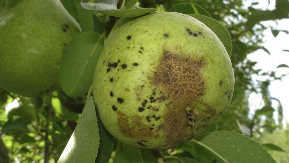 Tras las lluvias, alertan riesgo severo de sarna y mancha marrón del peral en el Alto Valle