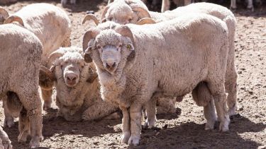 El Gobierno declaró alerta sanitaria por sarna ovina en un sector de la Patagonia: cuáles son las medidas de prevención