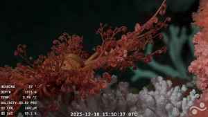 Ciencia por streaming: así explora la UBA y el CONICET el fondo del mar argentino, cómo y dónde verlo