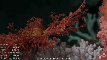 Ciencia por streaming: así explora la UBA y el CONICET el fondo del mar argentino, cómo y dónde verlo