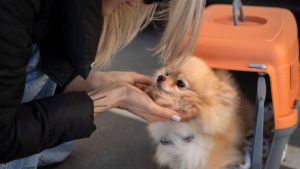 Vacaciones «pet friendly»: el Gobierno habilitó viajar con mascotas en trenes y colectivos de larga distancia