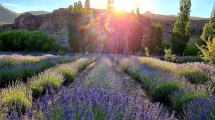 Imagen de Así es el paraíso violeta de Villa Llanquín donde florece la lavanda