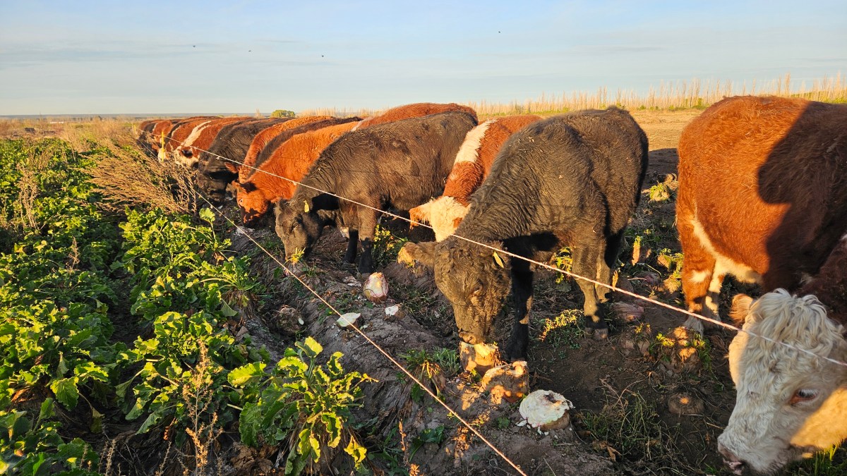 Recría a campo sobre un cuadro de remolacha forrajera. Foto: gentileza Agropecuaria Don Manuel.