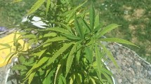 Imagen de Buscaban a un autor de amenazas y encontraron plantas de marihuana en Cipolletti: así fue el operativo