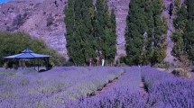 Imagen de Festival de la Cosecha de la Lavanda en Villa Llanquín: la experiencia violeta que perfuma el verano patagónico