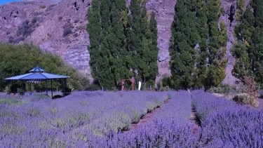 Festival de la Cosecha de la Lavanda en Villa Llanquín: la experiencia violeta que perfuma el verano patagónico